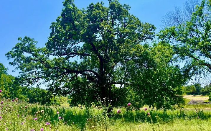 Pictures of Land property located at Lot 76 Kilkenny, Poolville, TX 76487 for sales - image #1