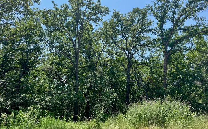 Pictures of Land property located at Lot 77 Kilkenny, Poolville, TX 76487 for sales - image #1