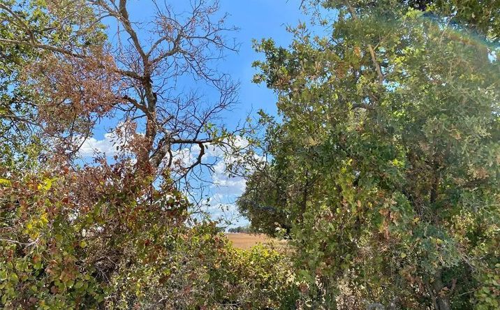 Pictures of Land property located at 915 County Road 226, Rising Star, TX 76471 for sales - image #1