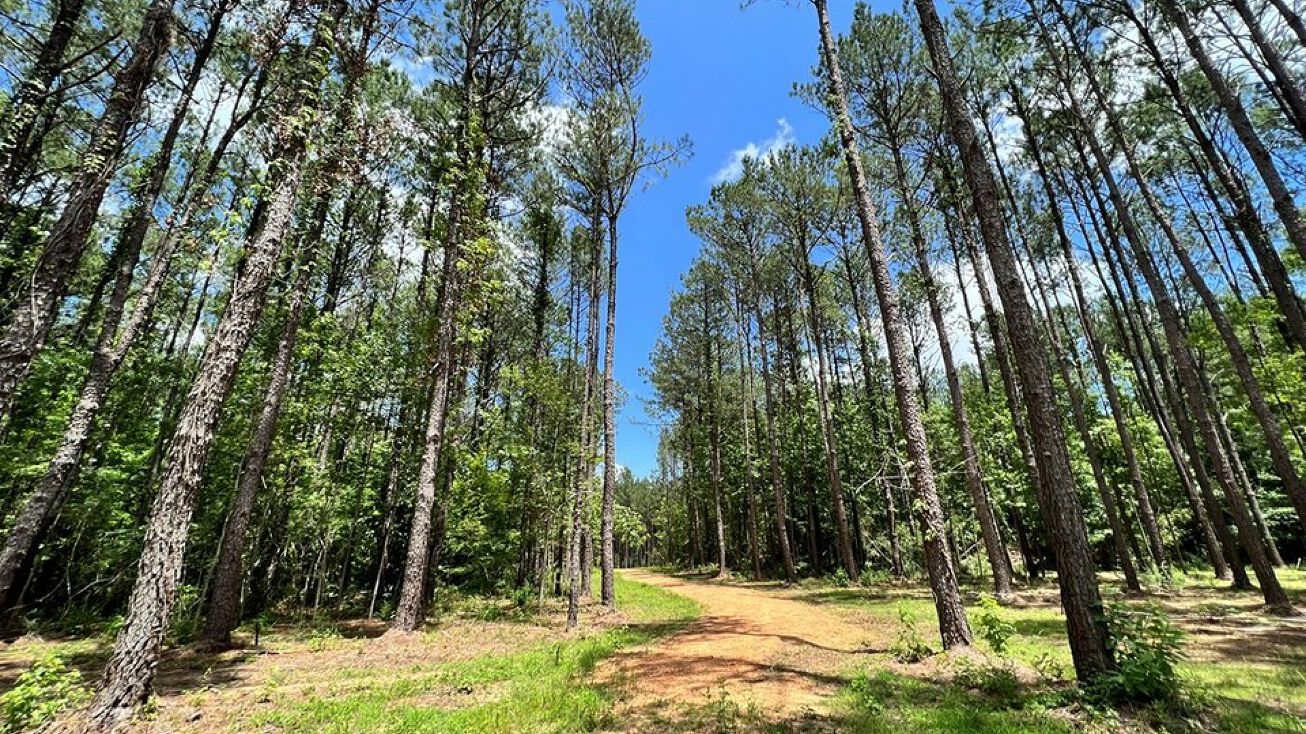 Lot 7 Lewis Lane, Meadville, MS 39653
