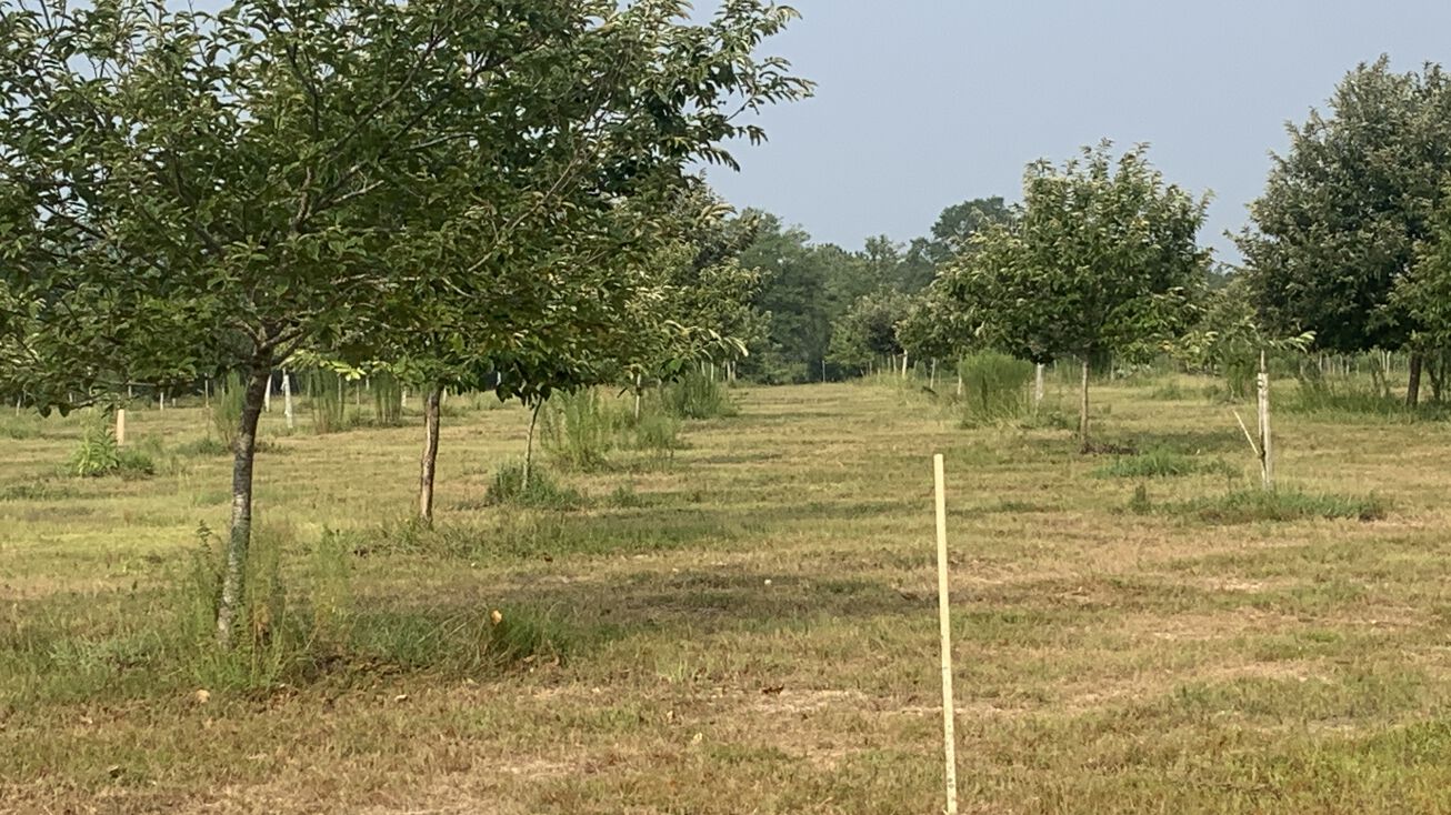 9008 Newington Hwy, Sylvania, GA 30467