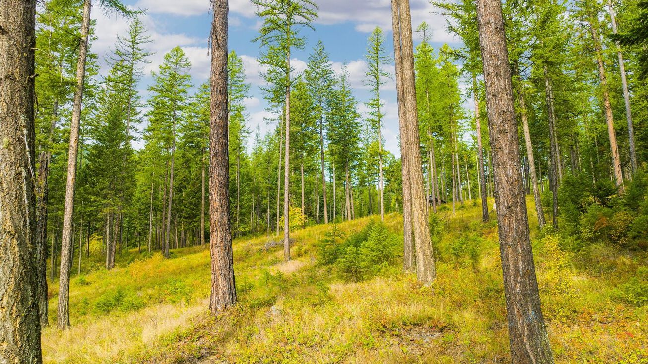 Nhn Peach Park Loop, Rollins, MT 59931