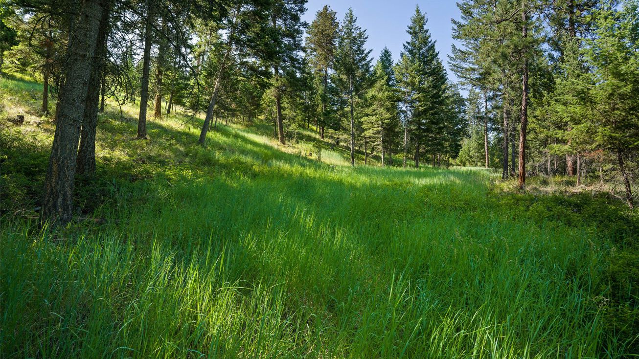 Nhn Wild Horse Ranch Road, Rollins, MT 59931