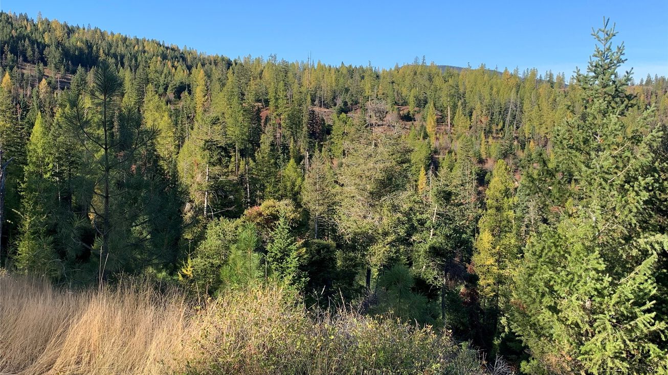 Tr 2 Whitetail Ridge, Kila, MT 59920