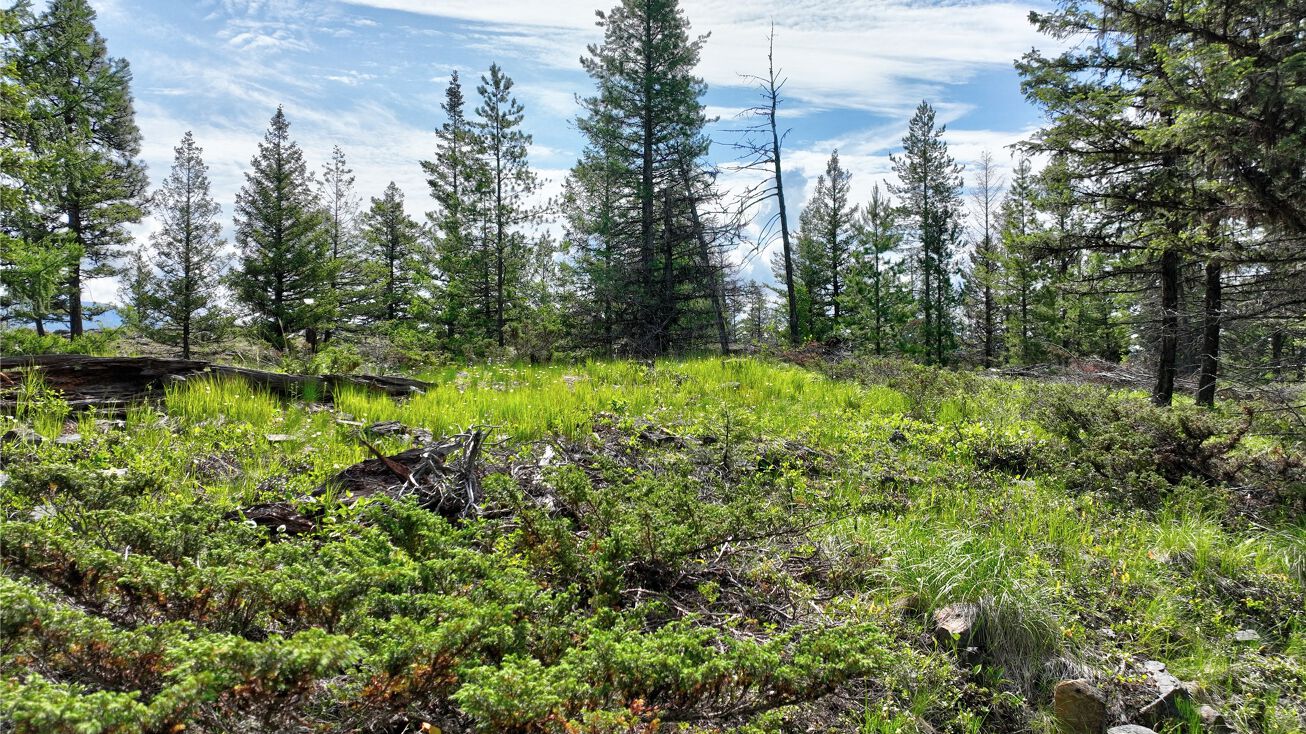 NHN Lodgepole Drive, Marion, MT 59925