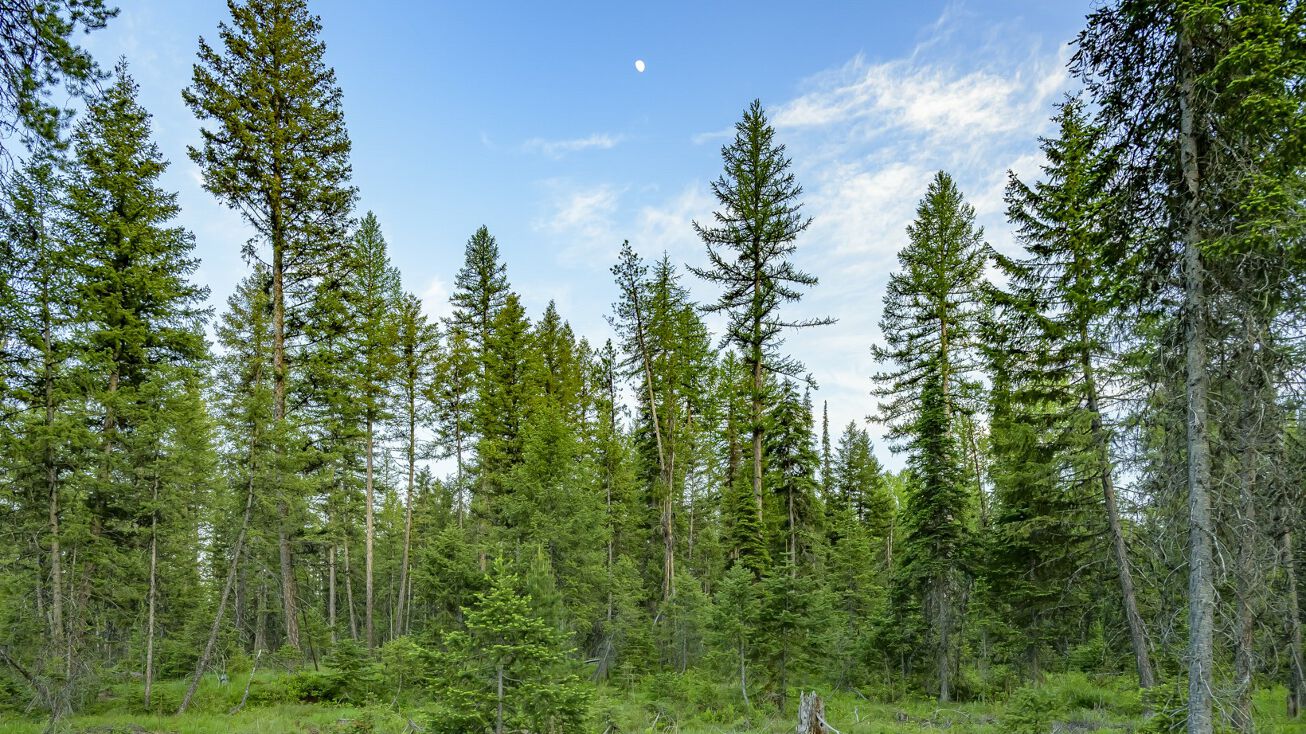 NHN Lindbergh Lake Road, Condon, MT 59826