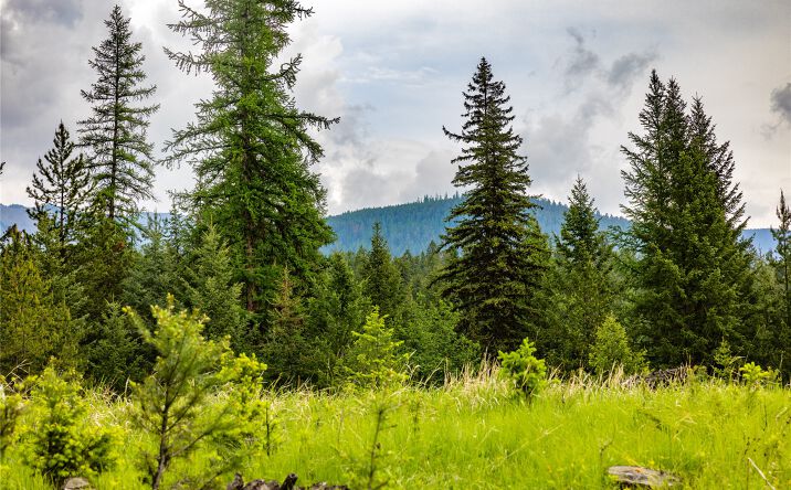 Pictures of Land property located at 4736 Sinclair Creek Drive, Eureka, MT 59917 for sales - image #1