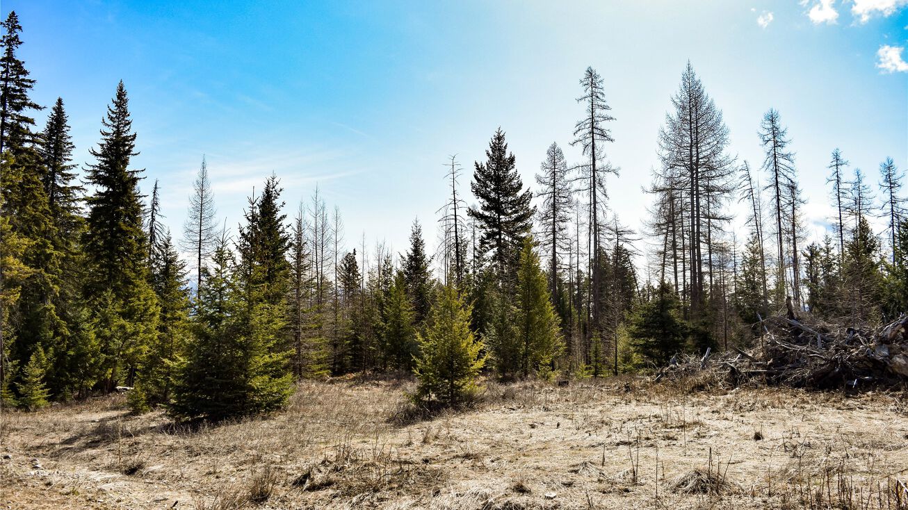 Lot 2 Meadow Springs Subdivision, Fortine, MT 59918