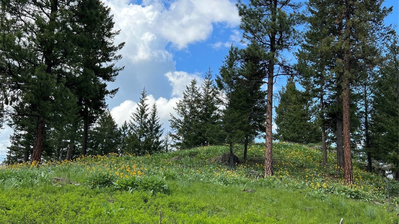 3181 Ponderosa Ridge Road, Kila, MT 59920