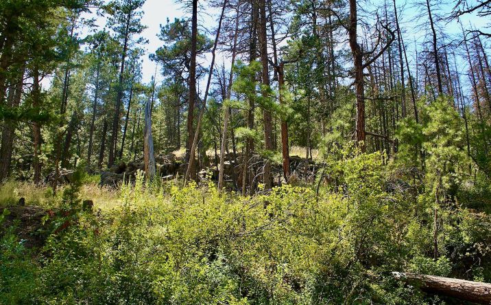 Pictures of Land property located at 00 Box Canyon Lane, Cascade, MT 59421 for sales - image #1