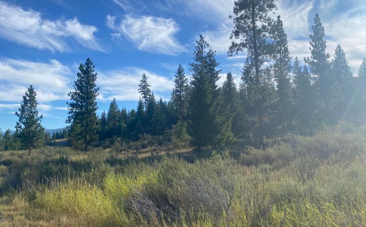 Pictures of Land property located at Lot 14 Bighorn, Plains, MT 59859 for sales - image #1
