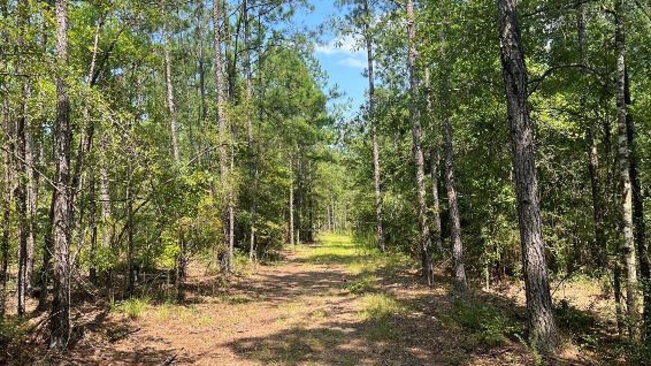 62 Acres in Wayne, Waynesboro, MS 39367