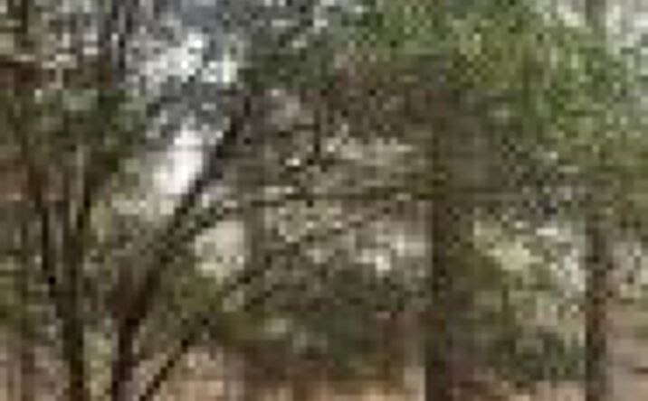 image of property at HATCHAWAY BRIDGE RD Aiken SC 29801-9555