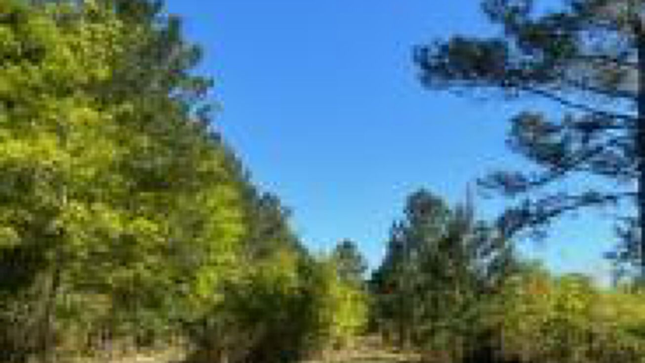 000 Oyster Trail, Williston, SC 29853