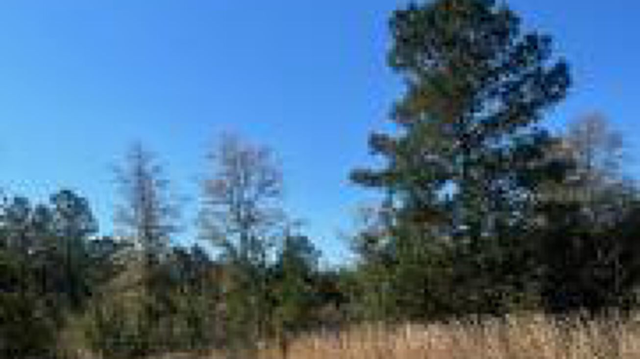 000 Ash Lane, Williston, SC 29853