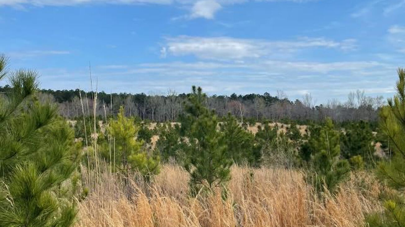 33.8± Acre Blank Canvas, Pittsboro, MS 38951