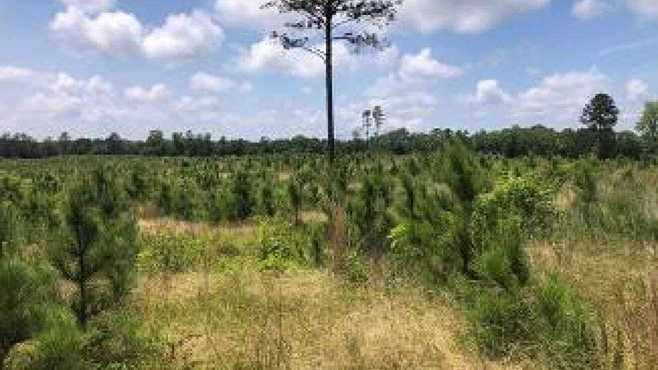 140.3 Acres in Carroll County, Vaiden, MS 39176