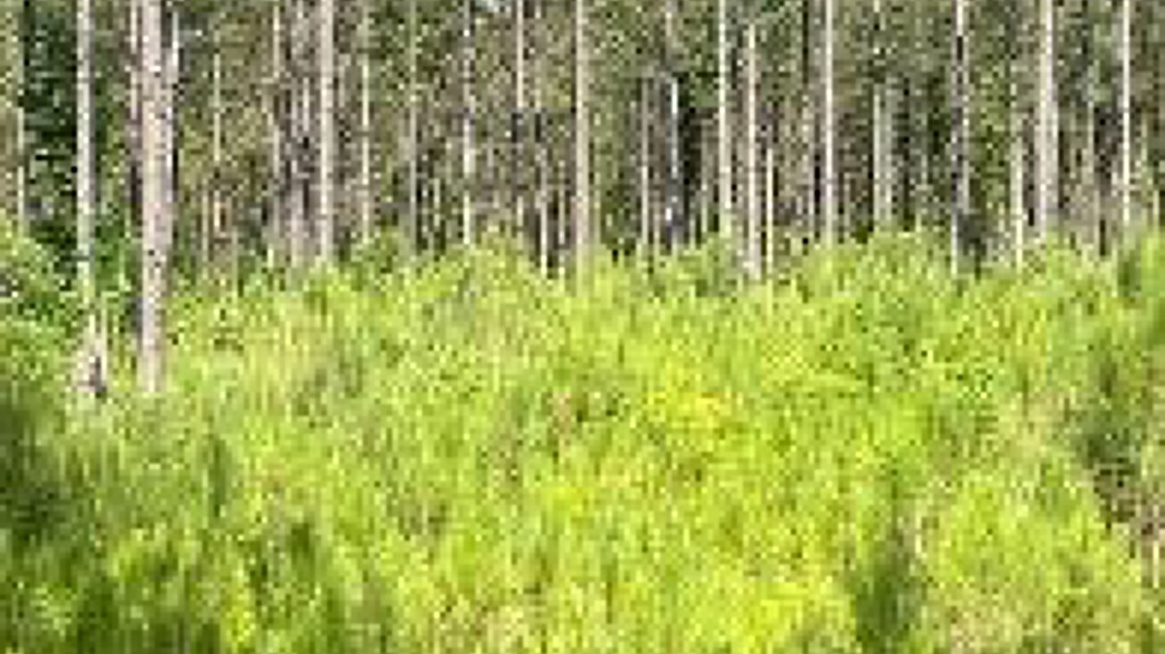 26.7 Acres in Rankin County, Brandon, MS 39047