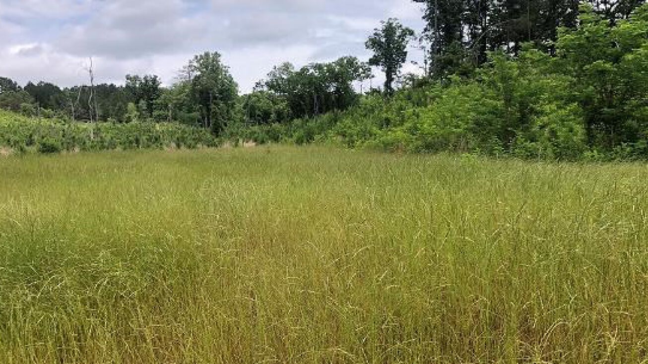 34.2 Acres in Attala County, Sallis, MS 39160