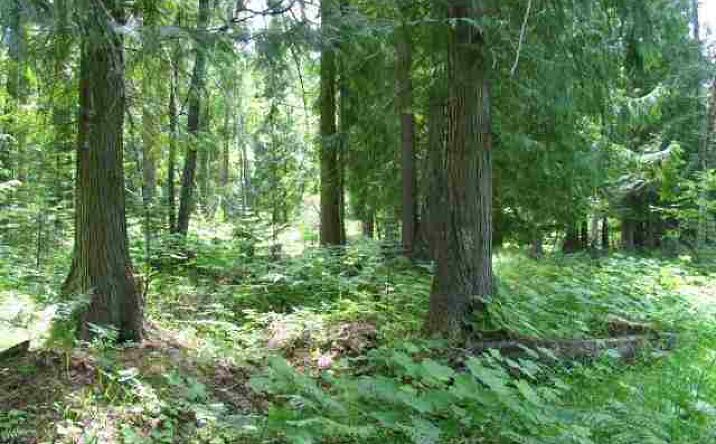 image of property at 1130 MONTANA HIGHWAY 200 Thompson Falls West End MT 59853