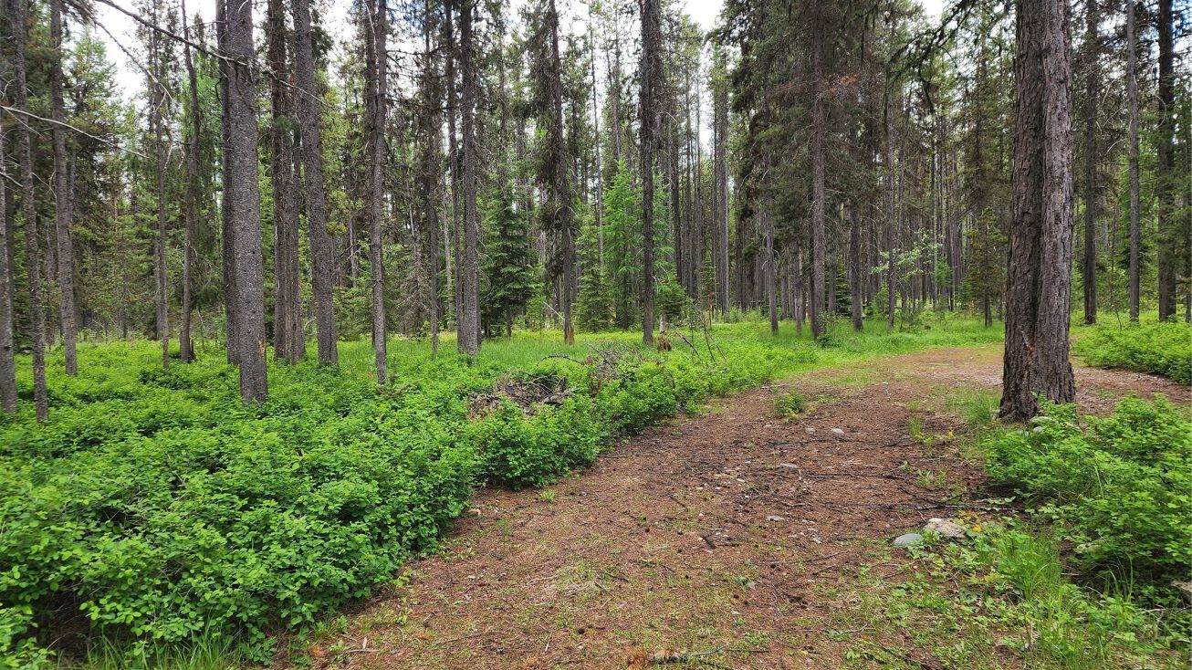 705 Trail Creek Road, Polebridge, MT 59928