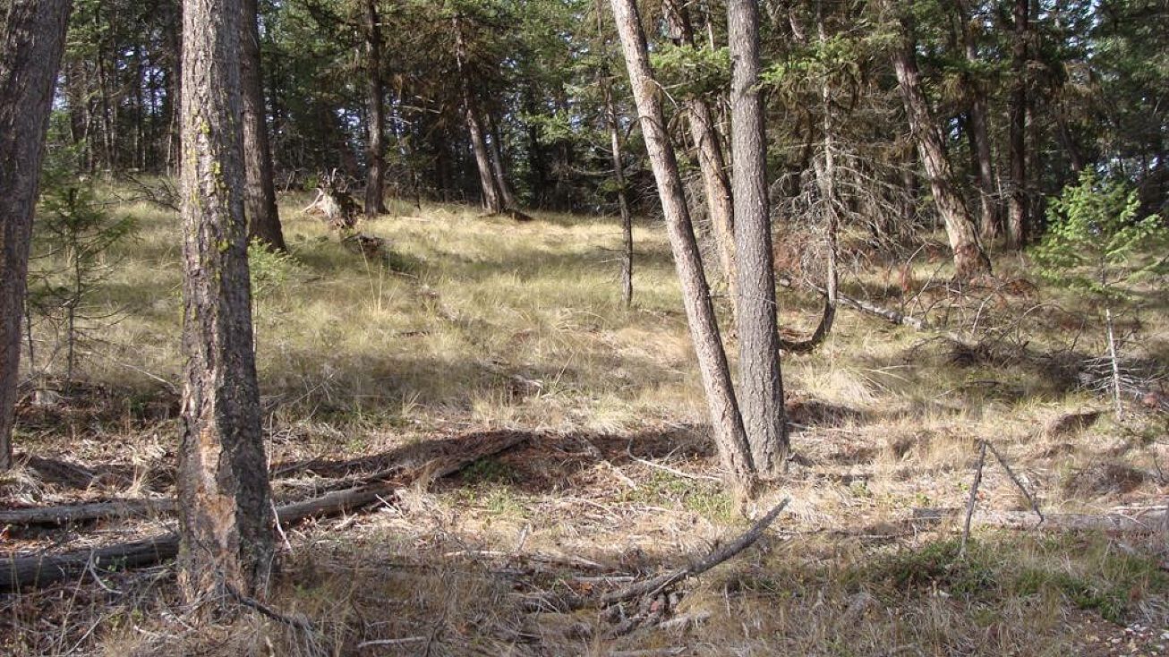 Lot 8 Whispering Pines Subdivision, Fortine, MT 59918