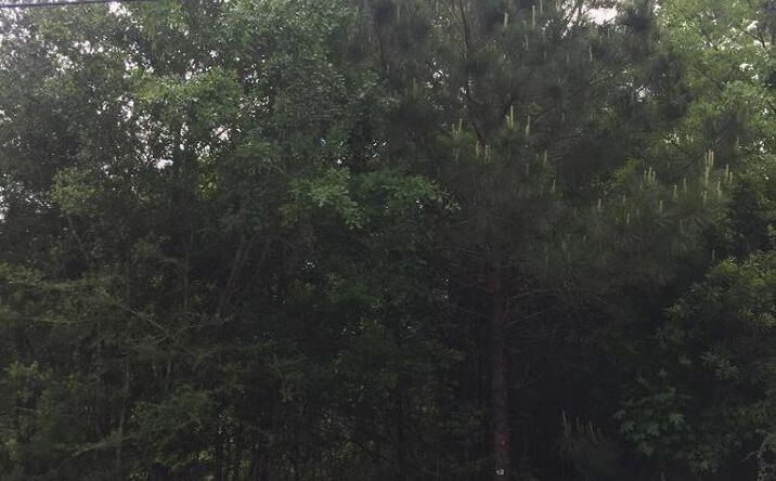 Pictures of Land property located at 0 Lakeside Cove Lot 149 Unit 2, Carriere, MS 39426 for sales - image #1