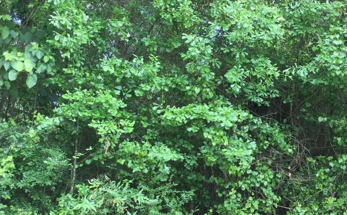 Pictures of Land property located at 0 Lakeside Cove Lot 142 Unit 2, Carriere, MS 39426 for sales - image #1