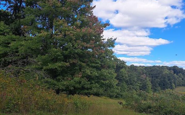 Pictures of Land property located at Chicora Rd, Chicora, PA 16025, 2304 Chicora Rd, Chicora, PA 16025 for sales - image #1