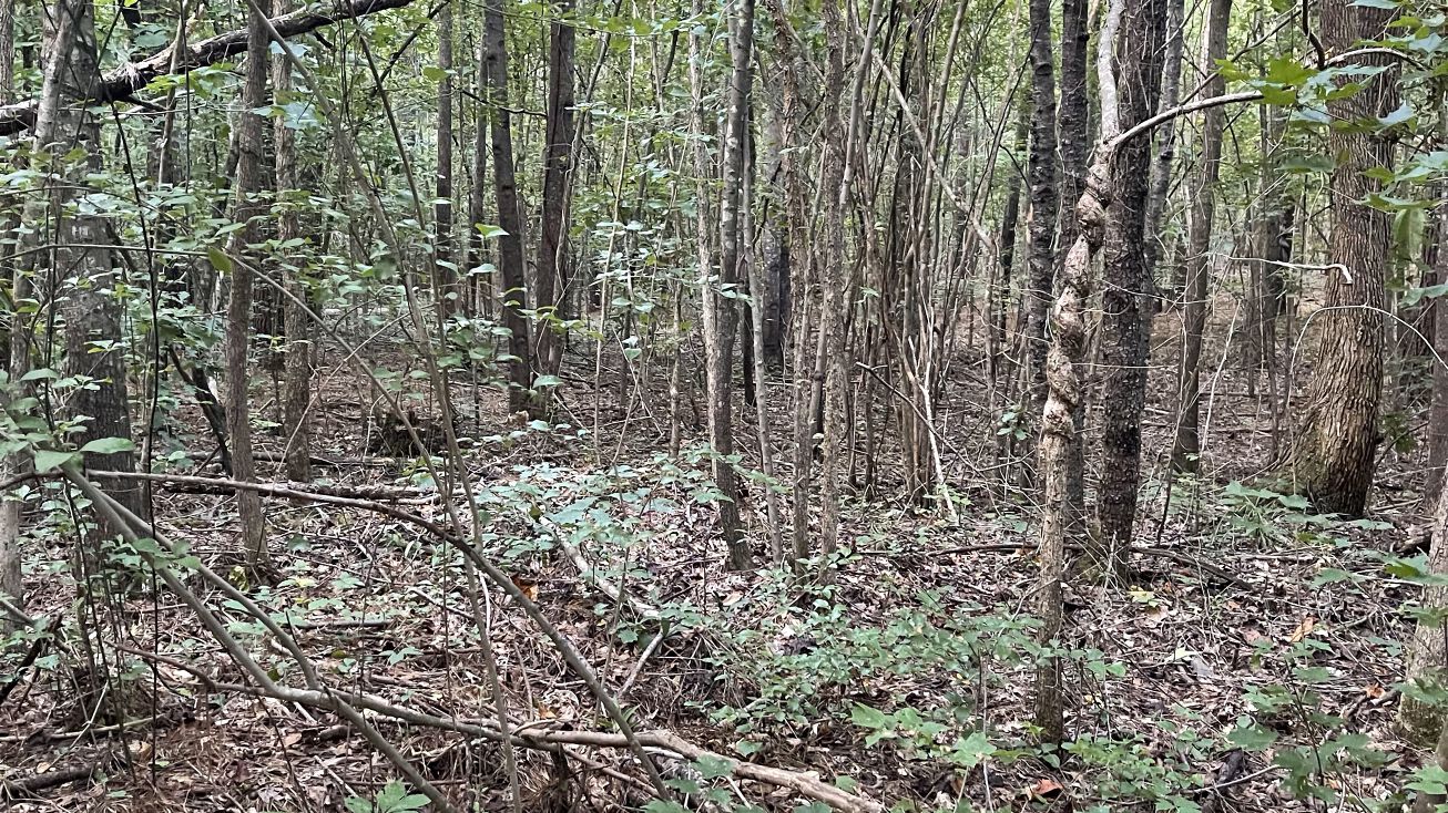 5105 Linndale Rd, Graysville, AL 35073