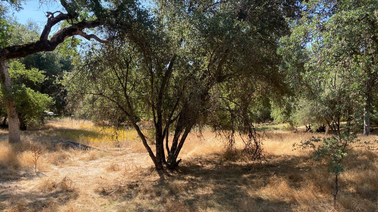 46450 Wallu Lane, Ahwahnee, CA 93601