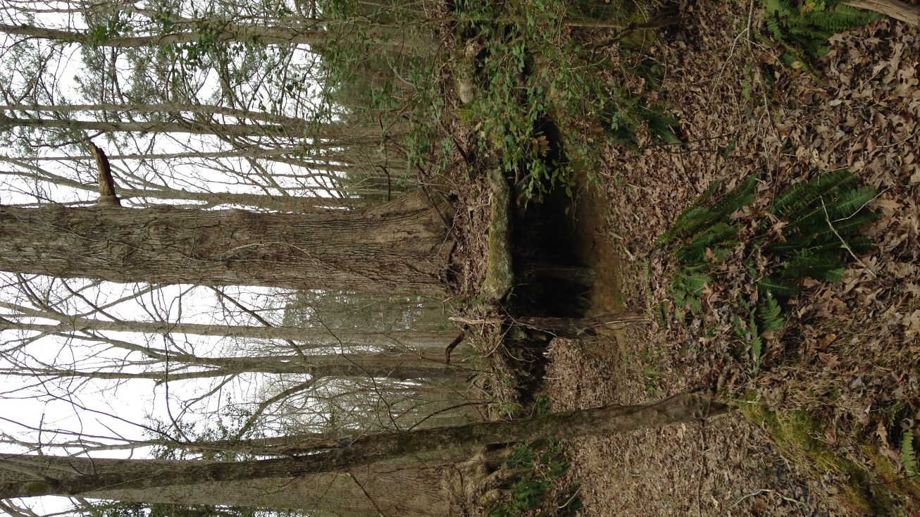 NC98, Bunn, NC 27508