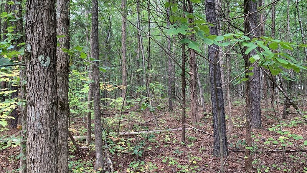 Hayes Mill Rd, Boydton, VA 23917