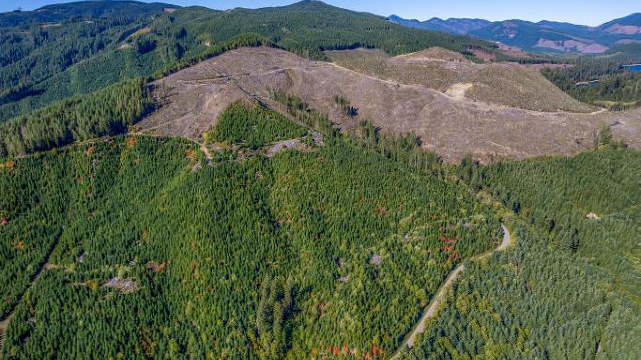 USFS 81 Rd, Cougar, WA 98616, Cougar, US 98616