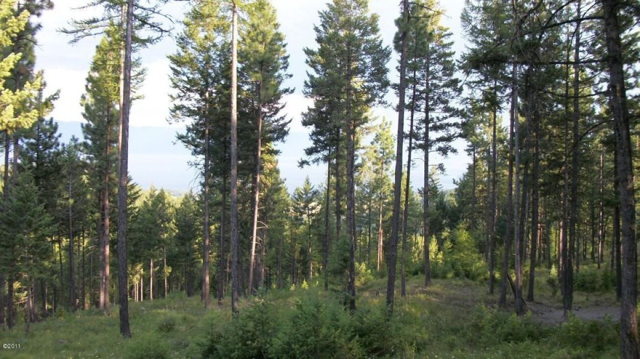 Nkn Peach Park Loop, Rollins, MT 59931