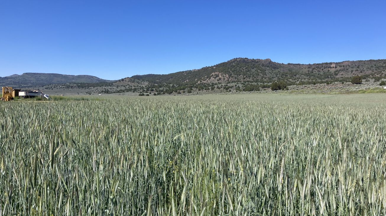 11069 Mosquito Rd, Gerlach, NV 89412