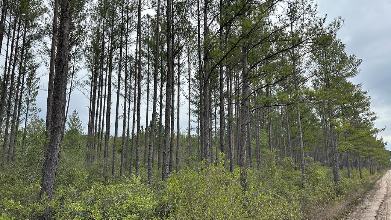 0 Thorn Bird Rd, Millwood, GA 31552