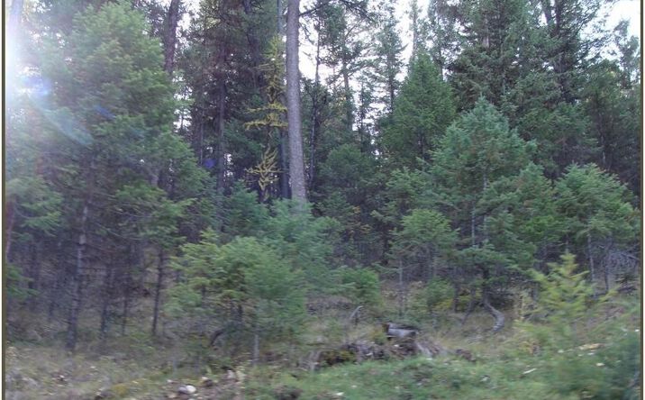 Pictures of Land property located at Lot 7 Whispering Pines Subdivision, Fortine, MT 59918 for sales - image #1