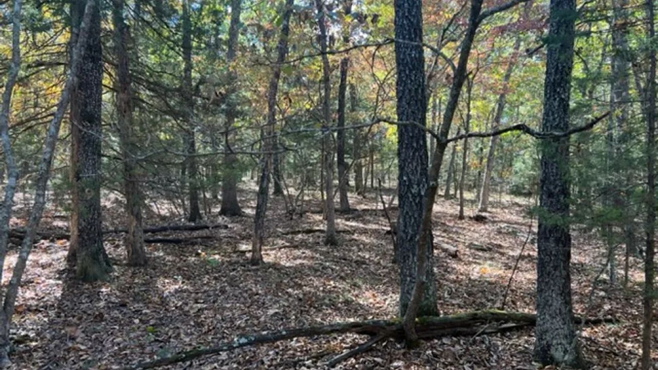 Highway M, Edgar Springs, MO 65462