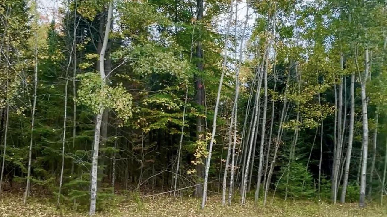 White Buck Ln, Crivitz, WI 54114