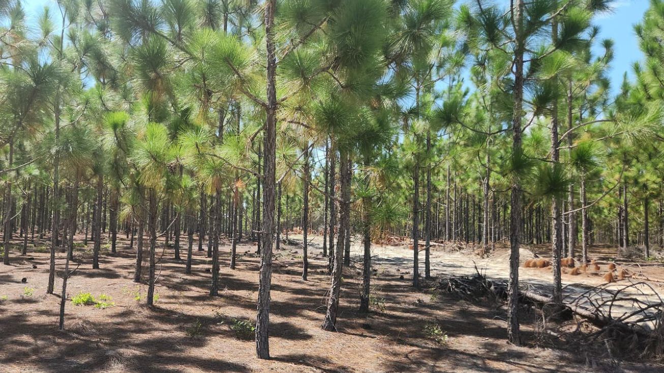 XX NE Big Creek Road, Hosford, FL 32334