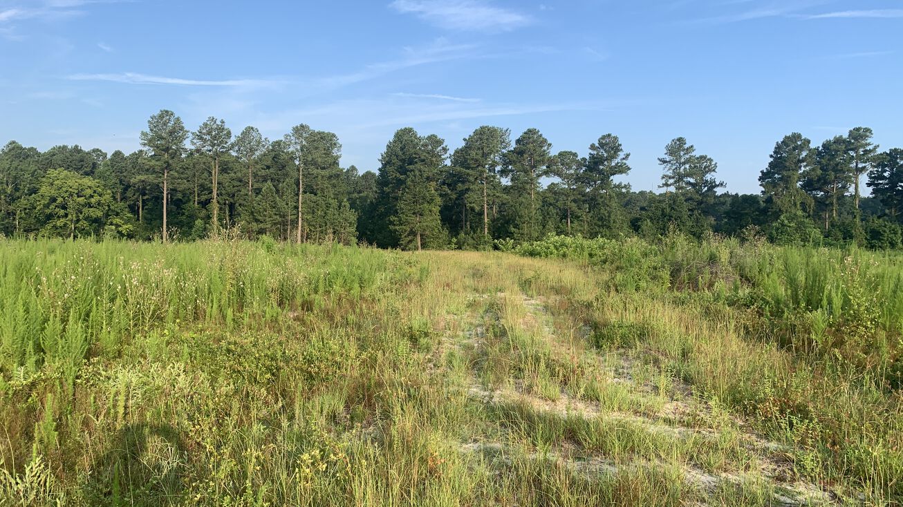 0 Friendship Road, Hiltonia, GA 30467