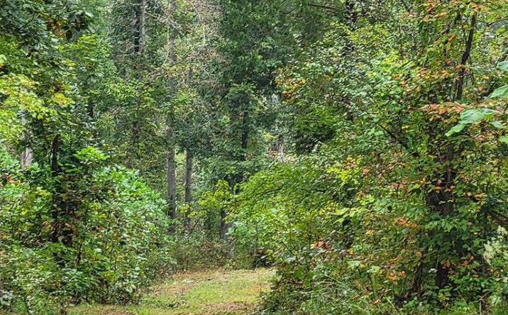 Pictures of Land, Multifamily property located at W Antioch Rd, Springville, TN 38256 for sales - image #1
