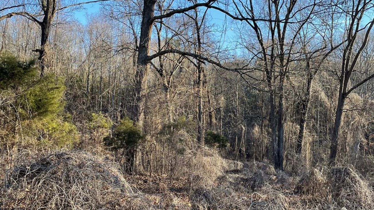 Parkhill Rd, PURYEAR, TN 38251