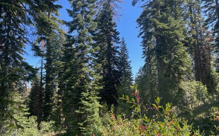 Pictures of Land property located at 000 Big Creek Rd, Bucks Lake, CA 95956 for sales - image #1