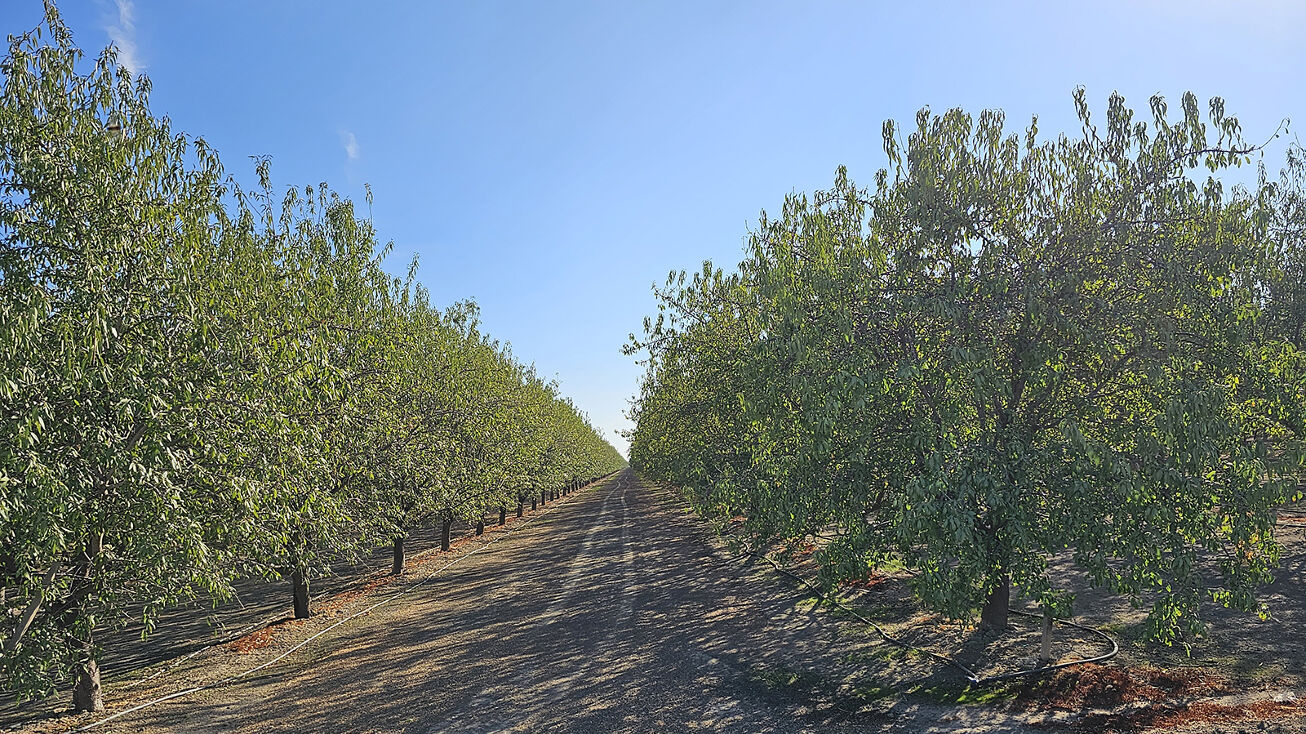 S. side of Huntsman Ave, 1.3 mi. E. of Colorado Ave, San Joaquin, CA