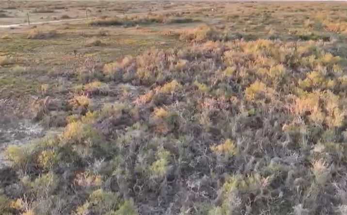 Pictures of Land property located at Lot #11 2007 FM 755, Encino, TX 78353 for sales - image #1