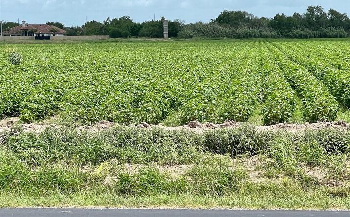 Pictures of Land property located at TBD Military Road, Progreso, TX 78579 for sales - image #1