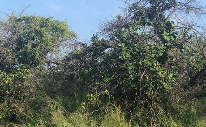 Pictures of Land, Multifamily property located at TBD N Compton Drive, Mission, TX 78573 for sales - image #1