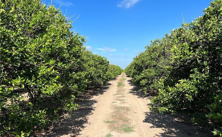 Pictures of Land property located at 10.75 Mi N Western Road, Edinburg, TX 78541 for sales - image #1